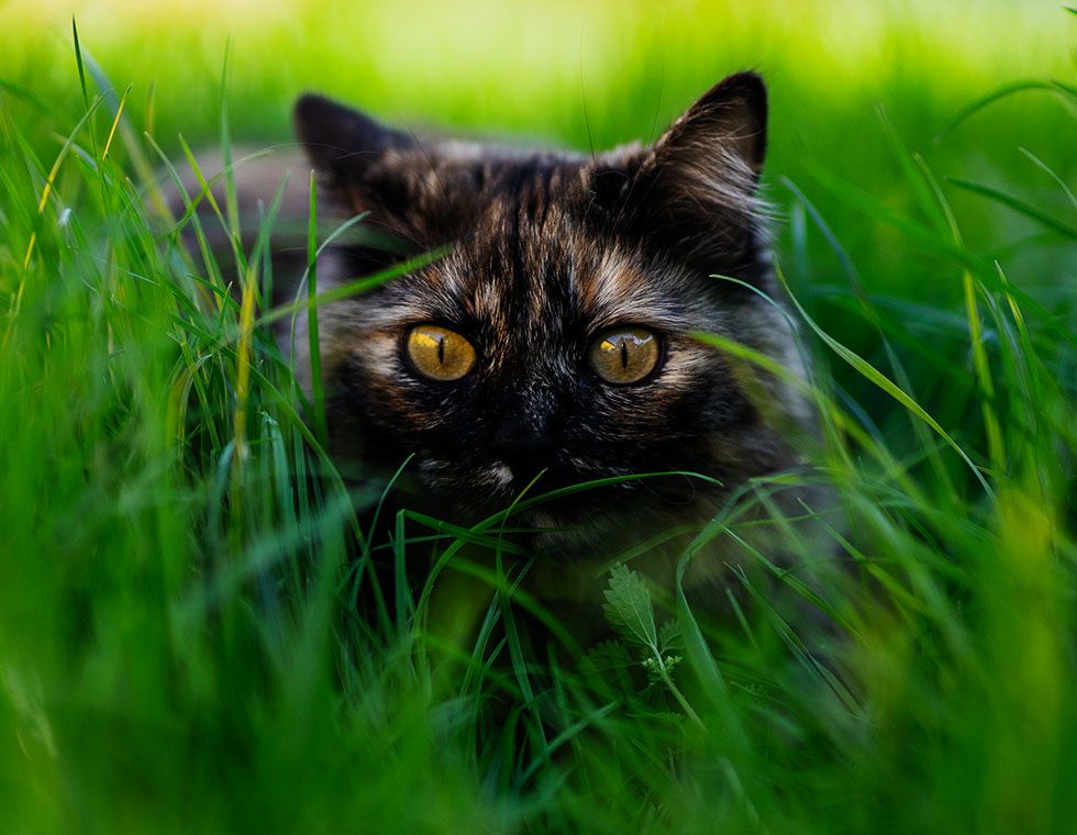 cat looking straight direction sitting grass