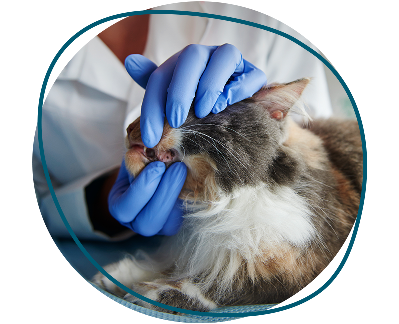 vet checking cat's teeth