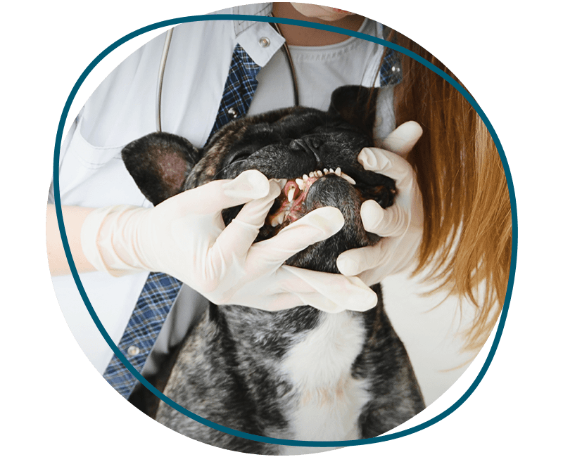 veterinarian woman examines dog teeth