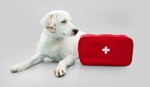 Include Your Pet in Your Emergency Plan: Simple Steps to Keep Them Safe