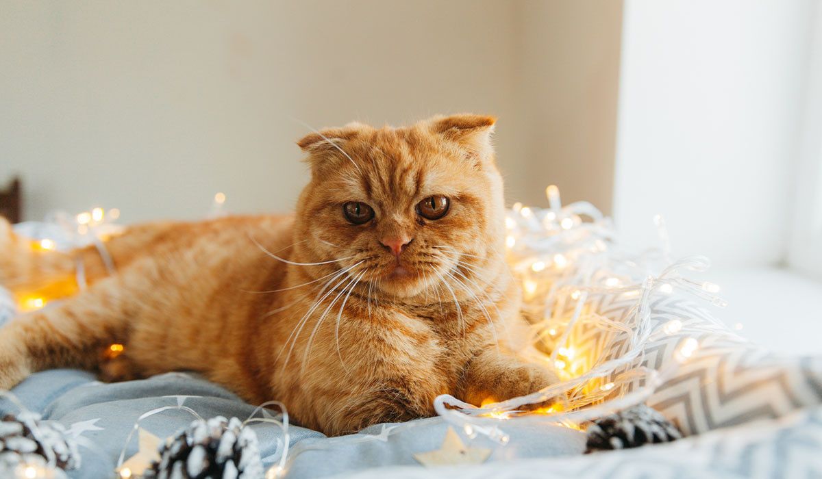 cat-surrounded-by-holiday-lights