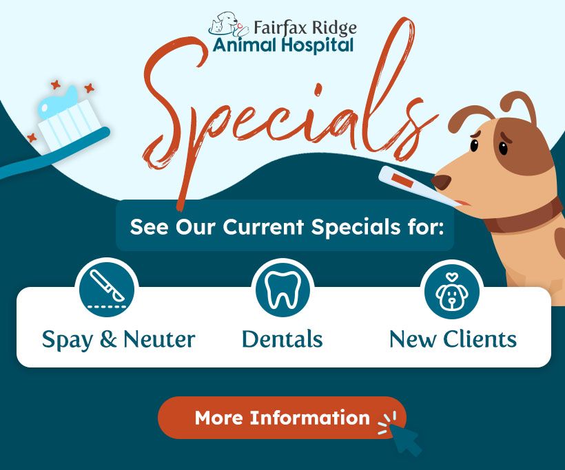 See our current specials for Spay & Neuter, Dentals and New clients here.