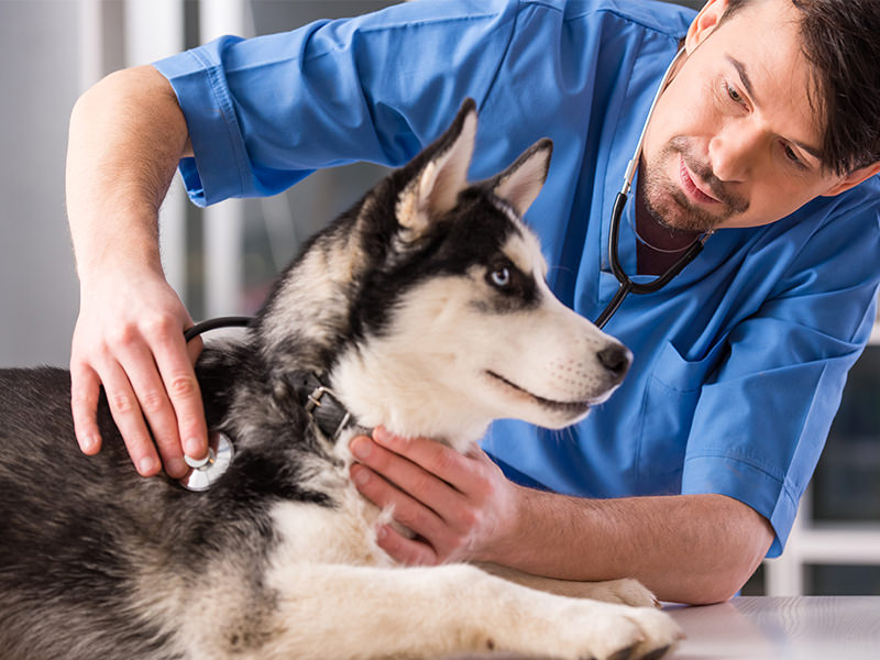 Male Vet with Dog 3 Male Vet with Dog 3