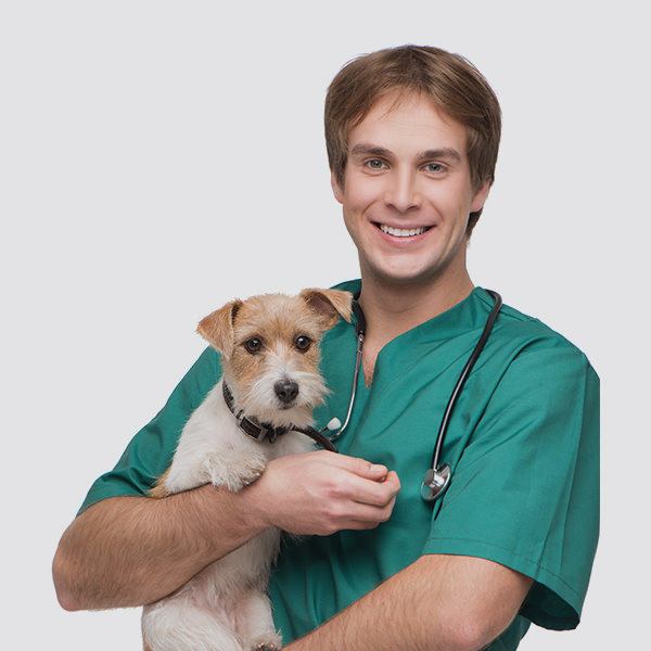 Male Vet with Dog Male Vet with Dog