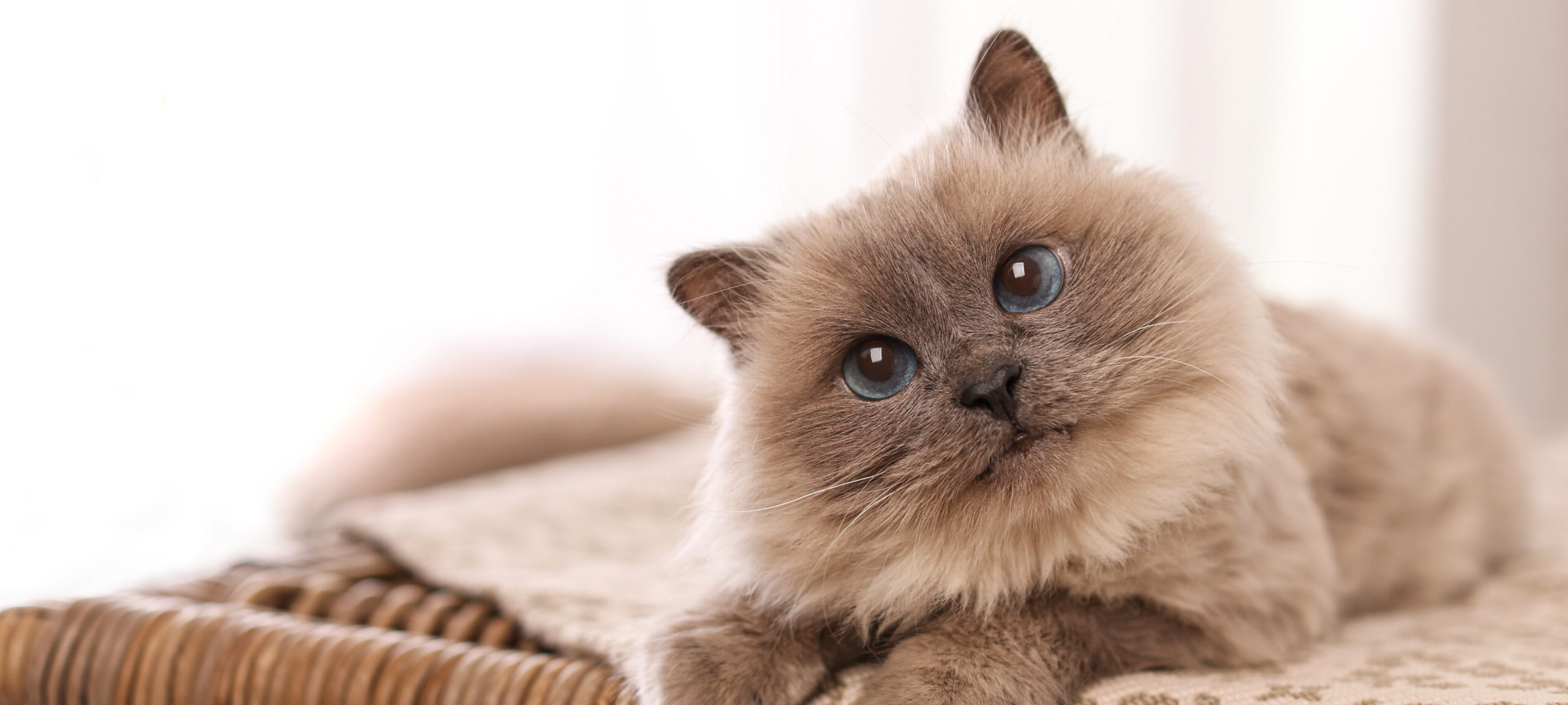 Kitten Packages | Fairfax Ridge Animal Hospital VA
